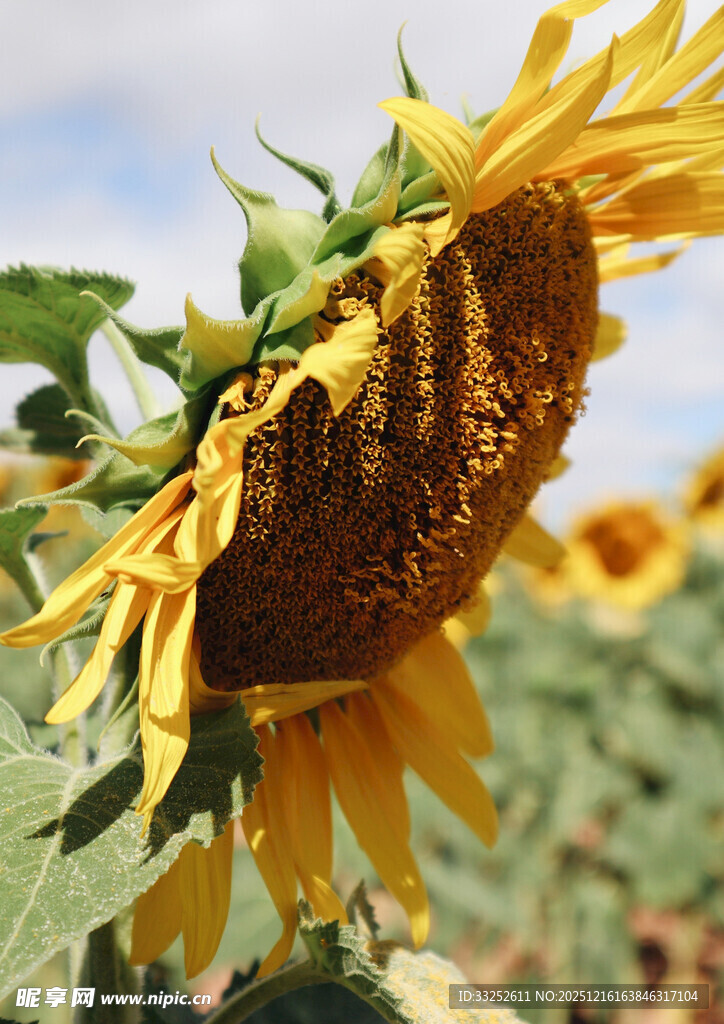 向日葵特写 展现灿烂花盘