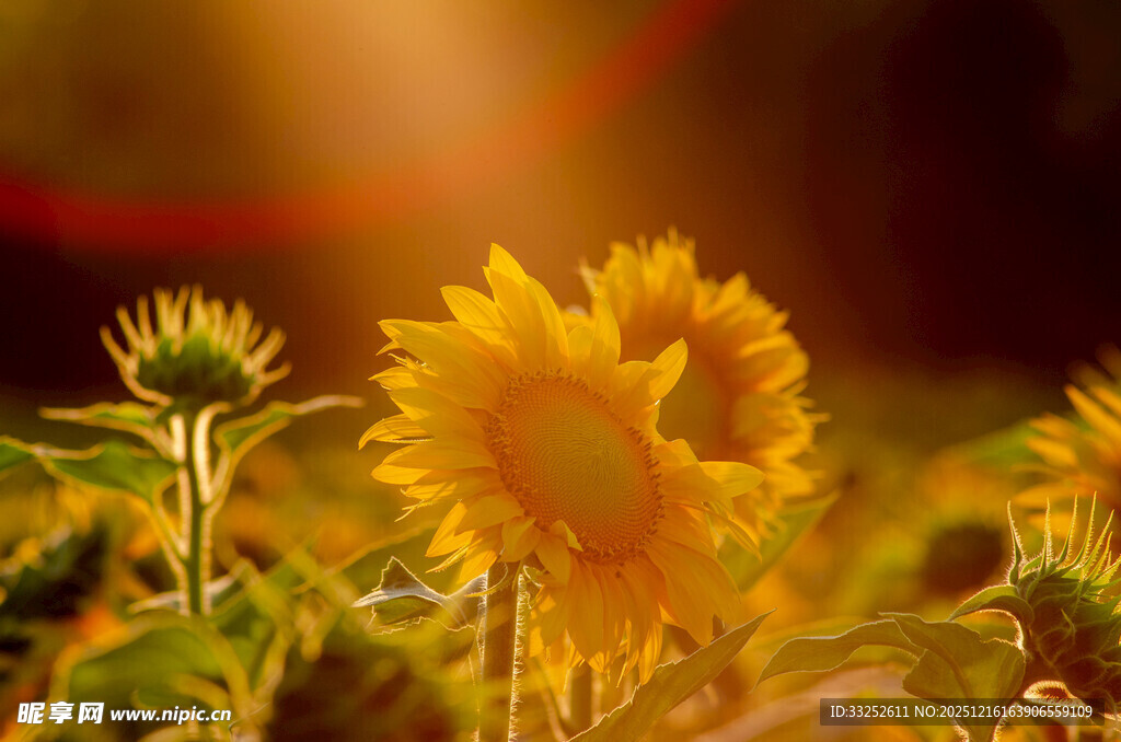 阳光下的灿烂向日葵