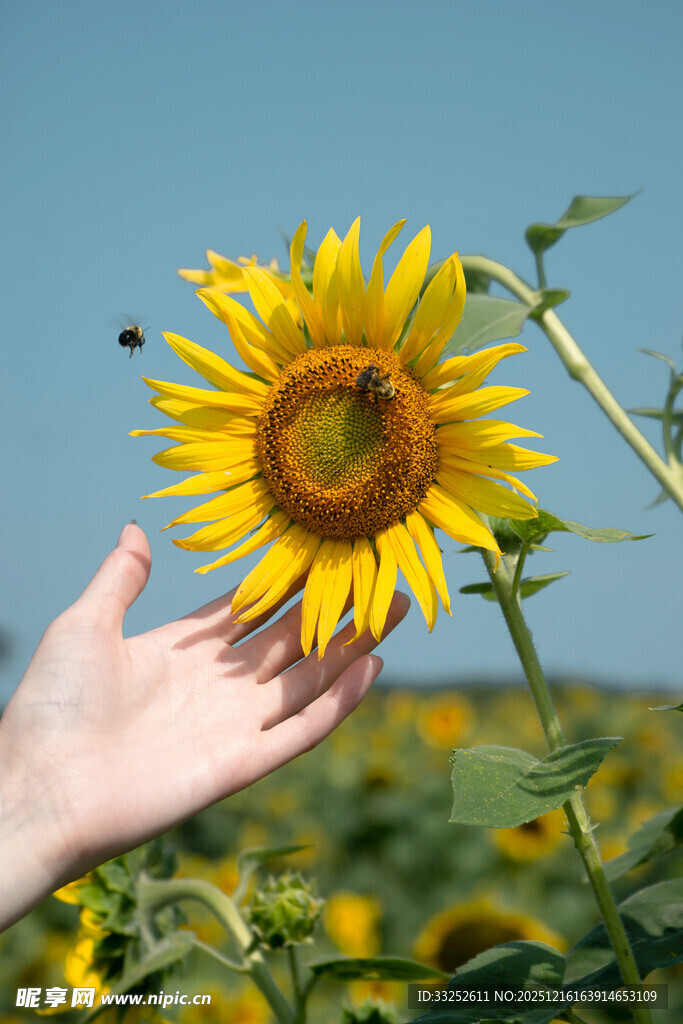 手触向日葵 拥抱灿烂阳光