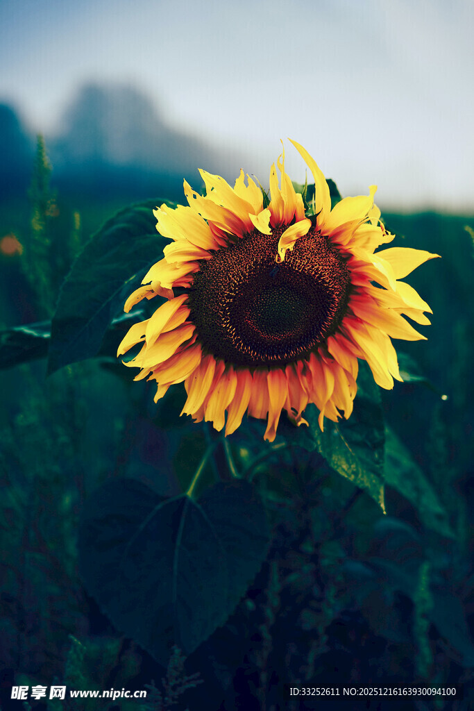 阳光下的灿烂向日葵