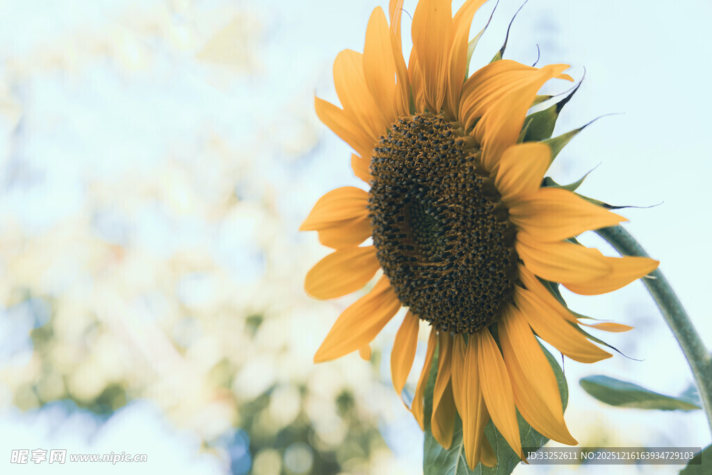 阳光下的灿烂向日葵