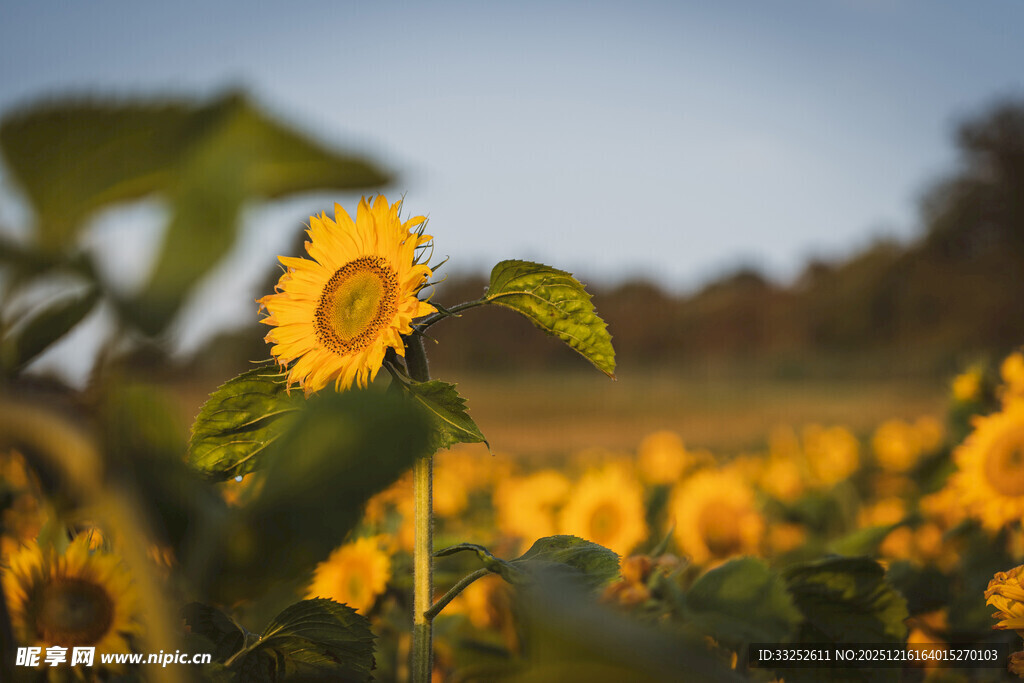 阳光下的向日葵花田