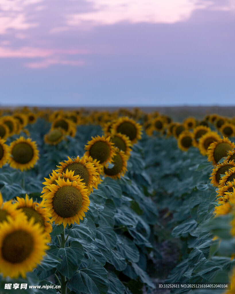 夕阳下的向日葵花田
