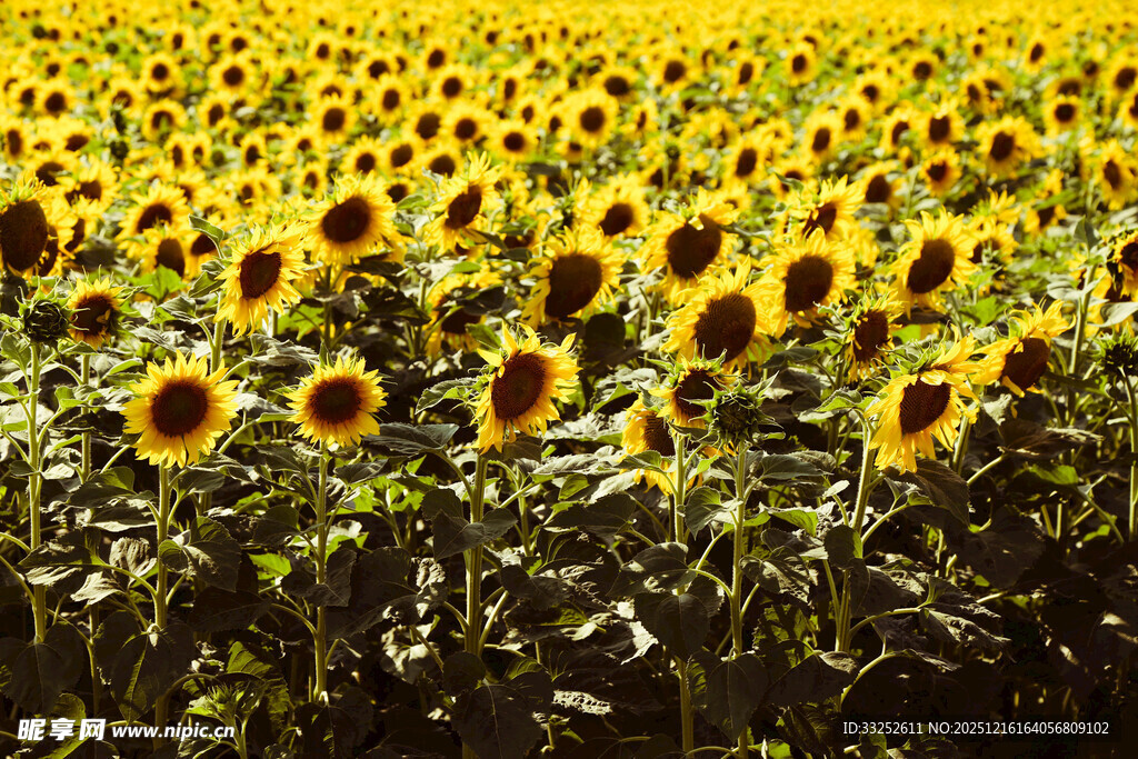 金黄向日葵花海美景