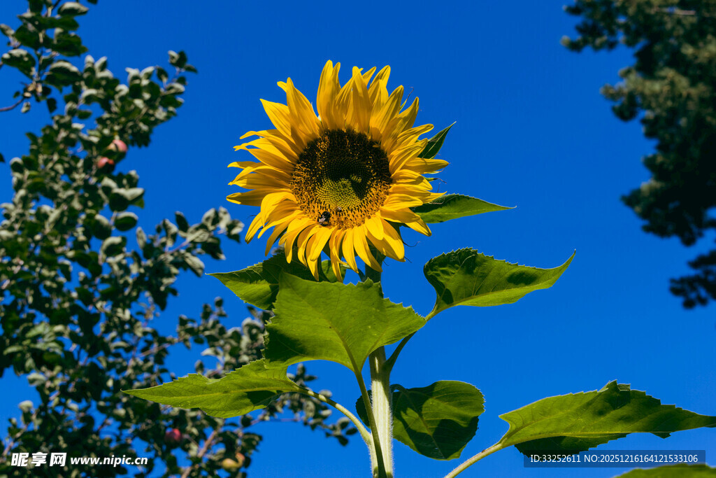 阳光下的灿烂向日葵