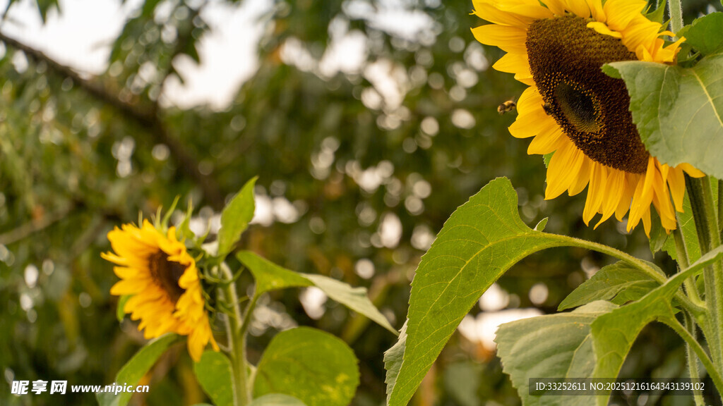 阳光下的向日葵绽放