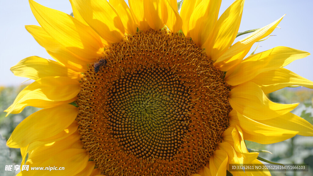 向日葵花心停驻的蜜蜂