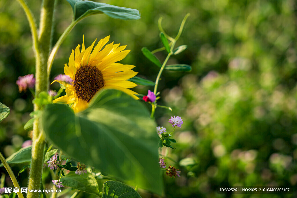 阳光下的灿烂向日葵