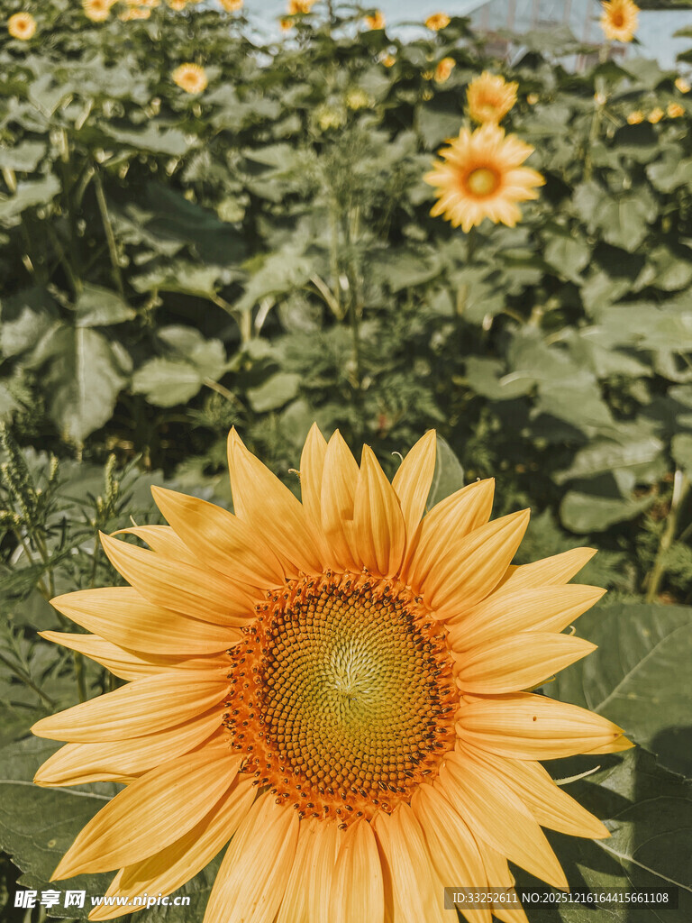 灿烂向日葵绽放于田野