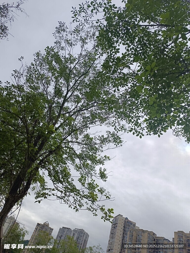 城市中枝叶繁茂的绿树