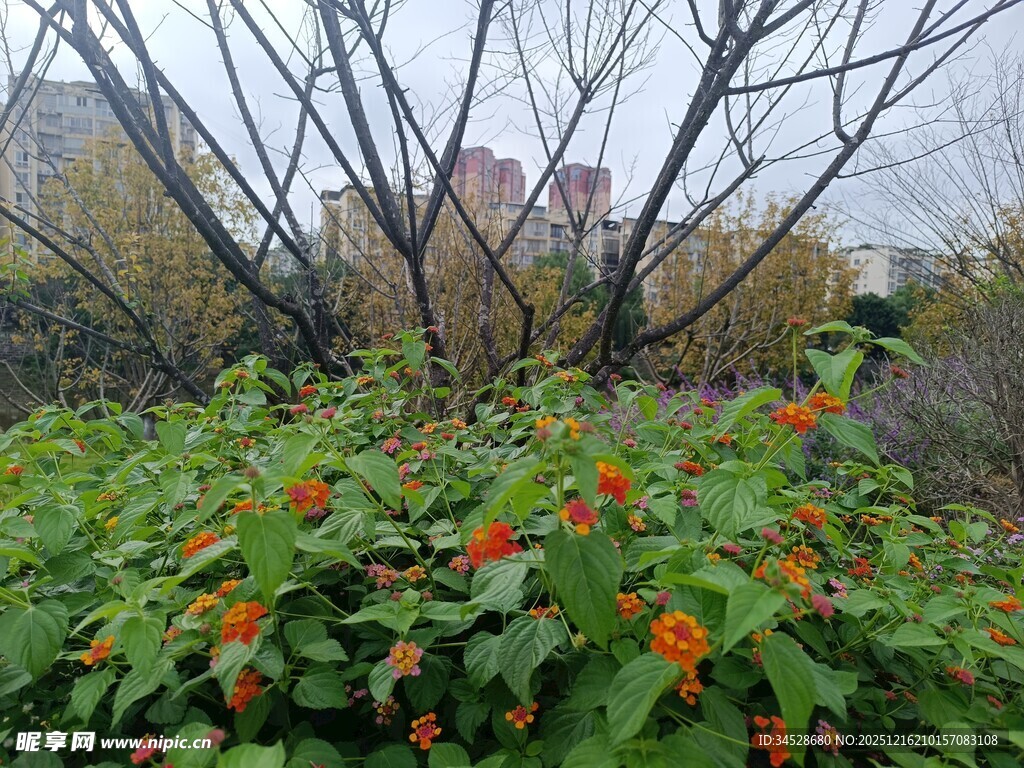 秋日花丛中的艳丽橙花