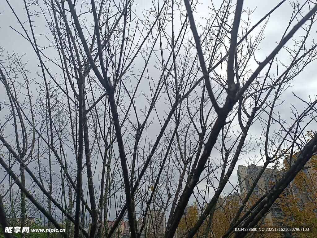 冬日枯树枝景象