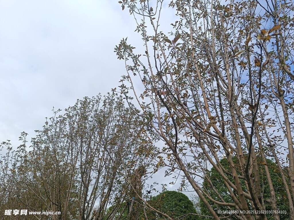 冬日光秃树木景观