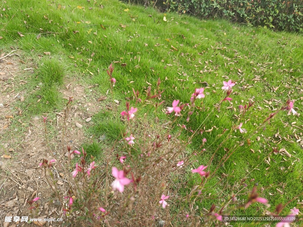 绿草间绽放的粉色小花