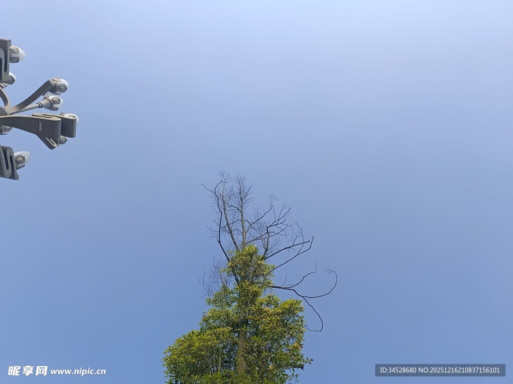 蓝天绿树间的独特景致