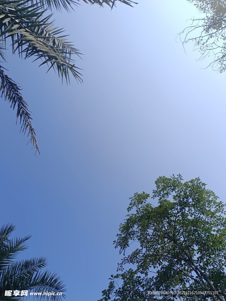 仰望蓝天与葱郁树木