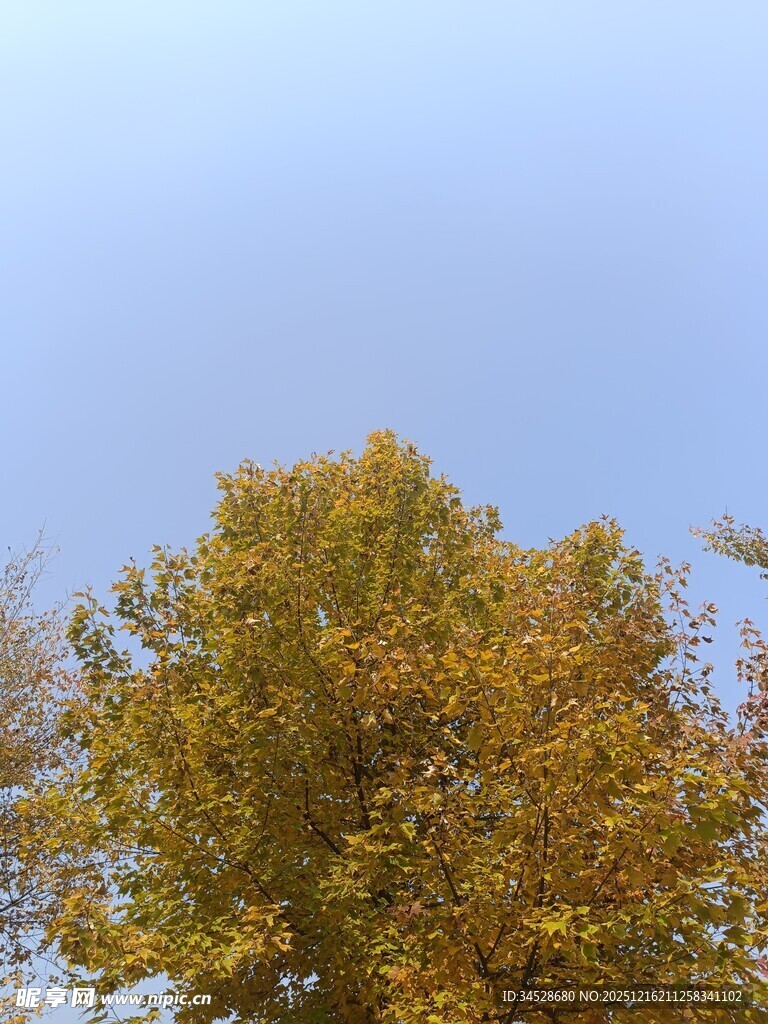 秋日金黄树冠映蓝天