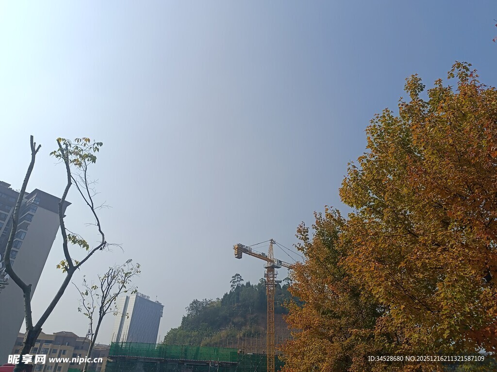 秋日城市树梢风景