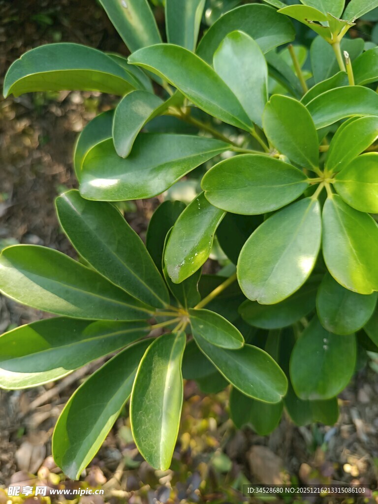 翠绿海桐枝叶特写