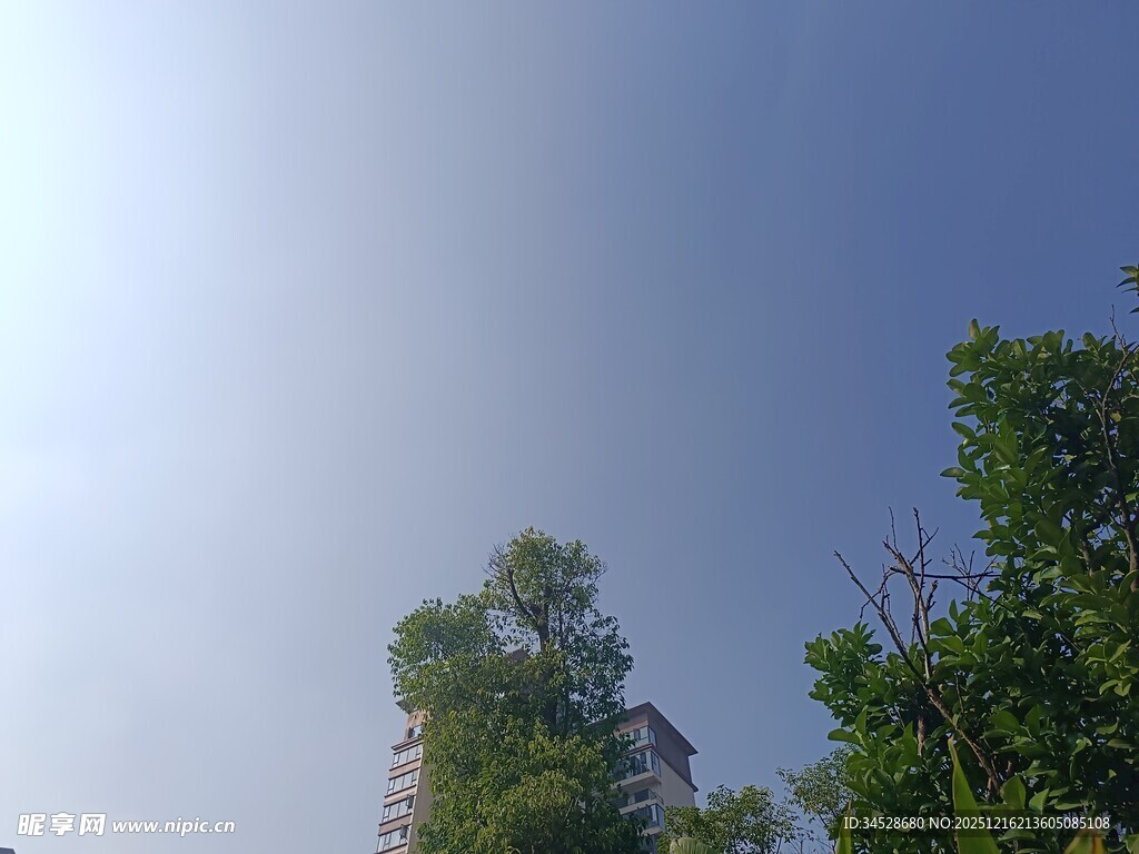 蓝天绿树间的高楼一角