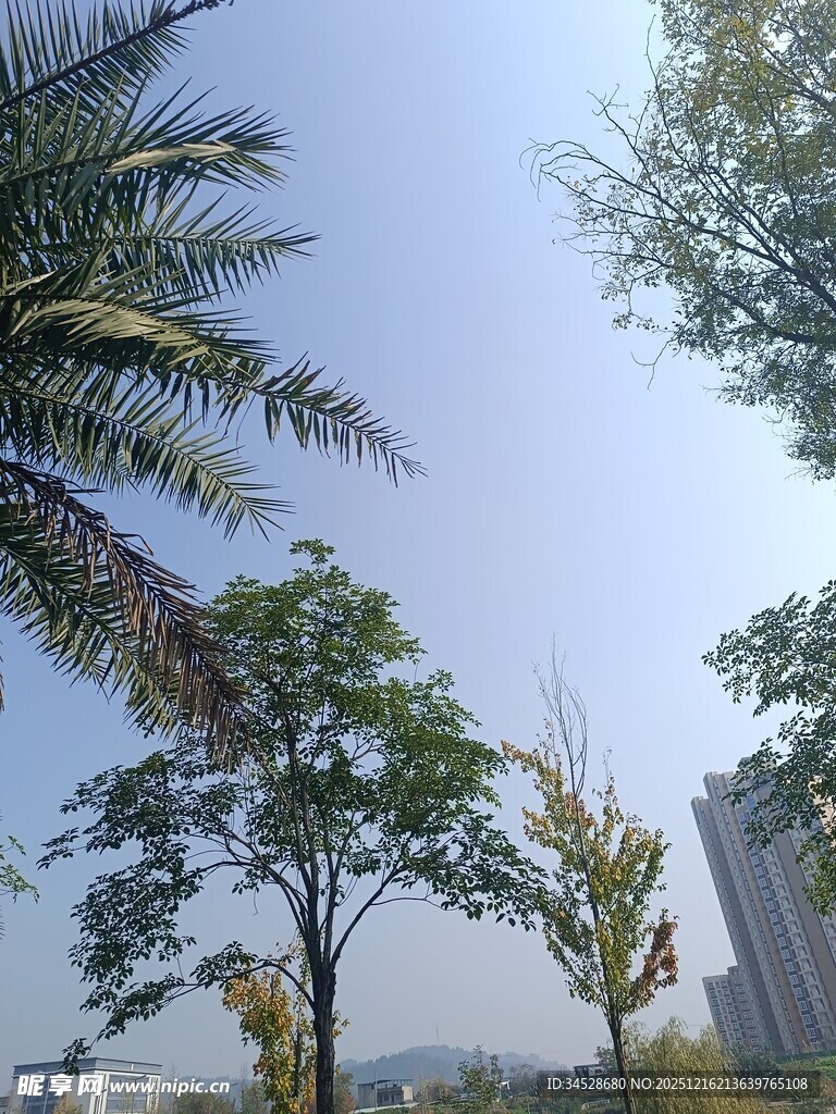 户外绿树蓝天景致