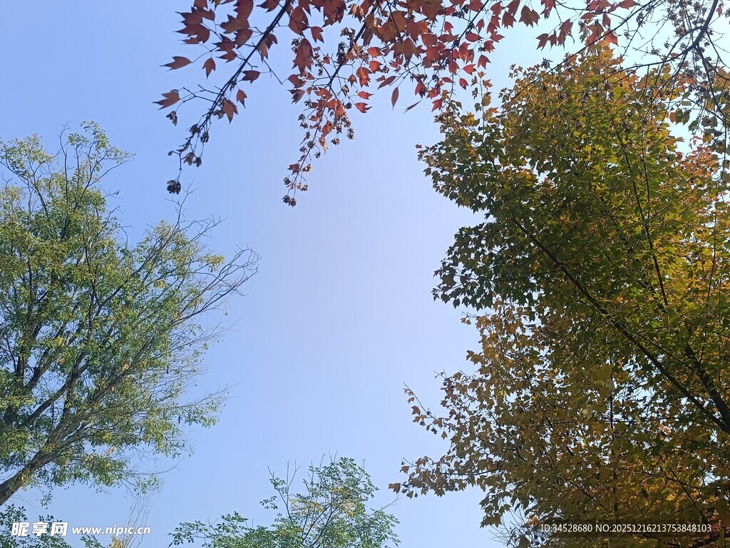 秋日树梢与蓝天