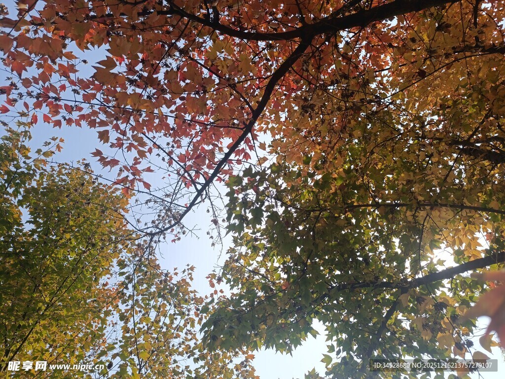 秋日斑斓树梢景致