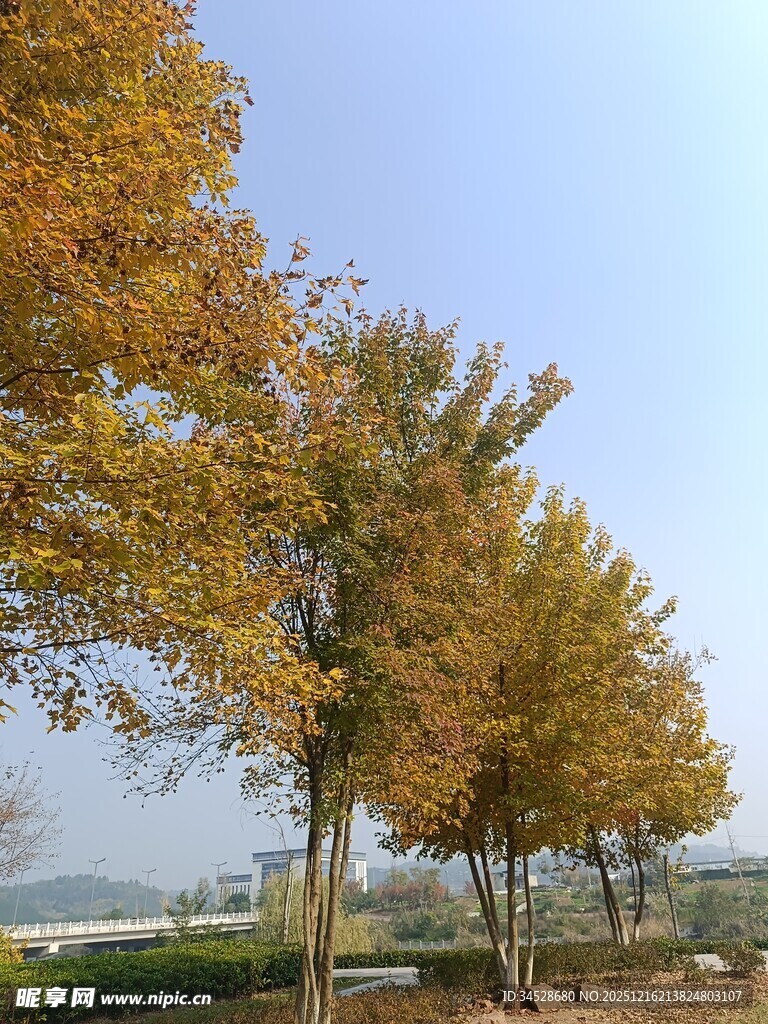 秋日金黄树木风景图