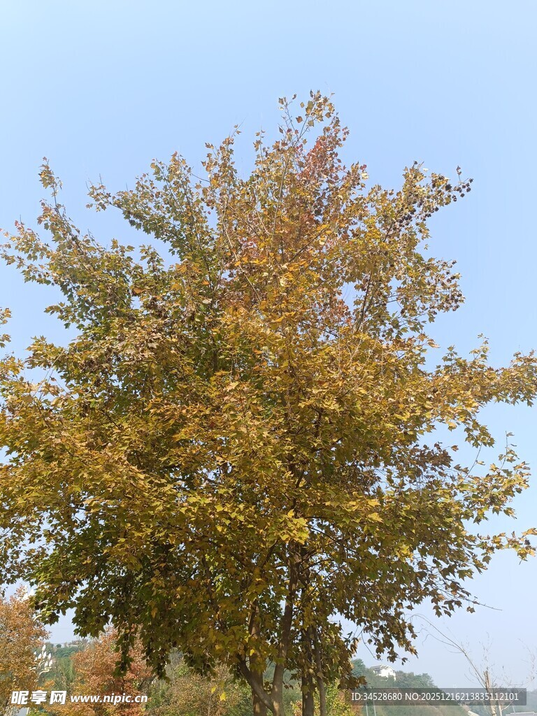 秋日金黄树叶的茂盛树木