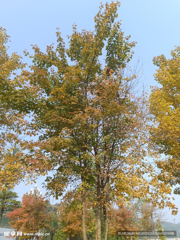 秋日斑斓树木风景