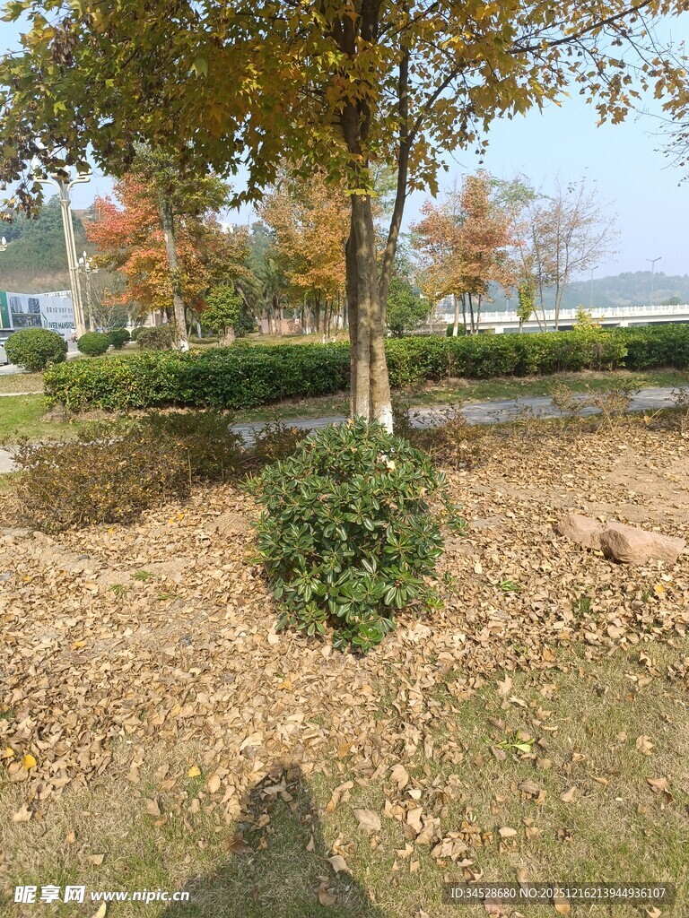 秋日公园落叶景观