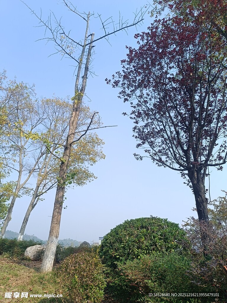 户外树木与蓝天景观