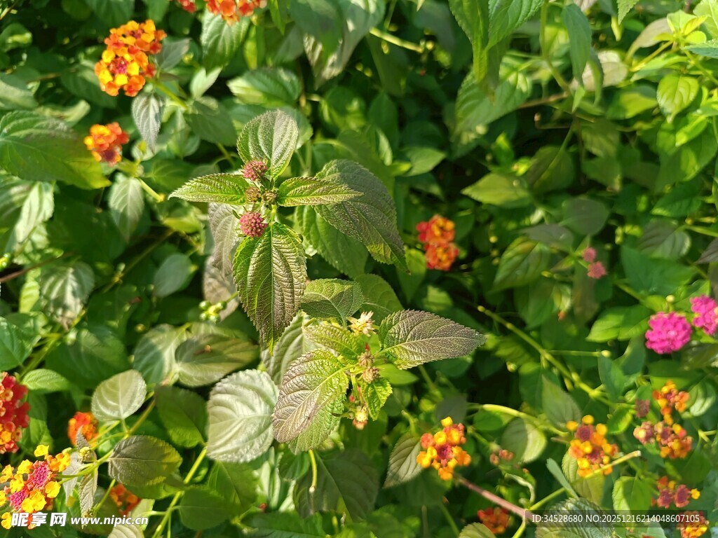 多彩花卉植物景观