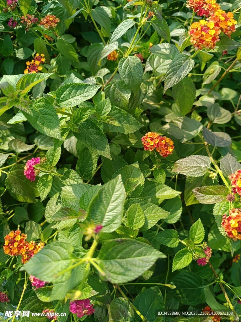 多彩花卉绿植特写