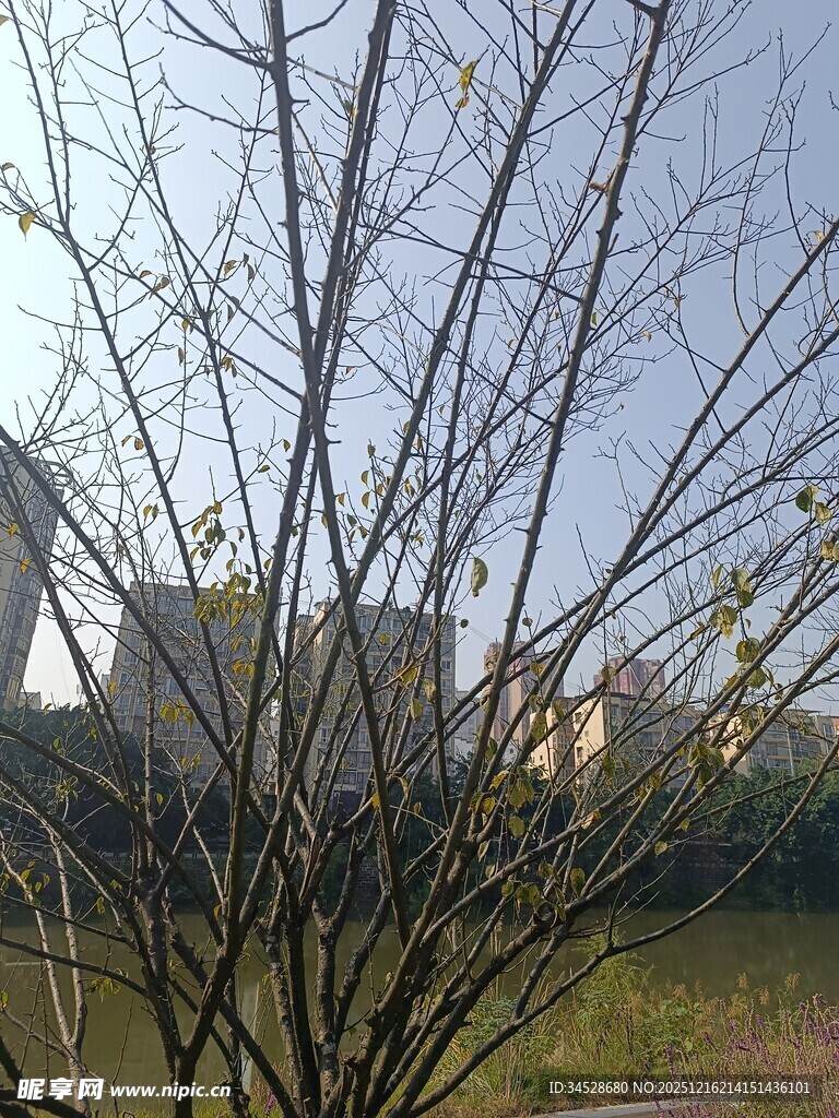 河边光秃树木与远处建筑