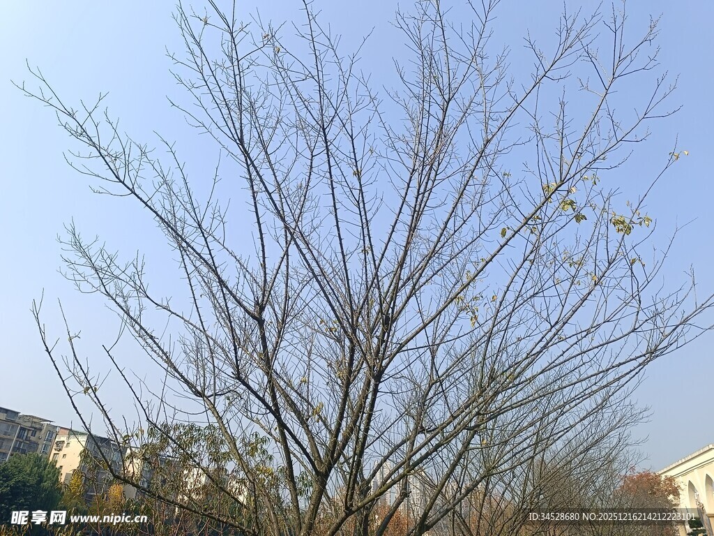 冬日光秃树枝与远处建筑