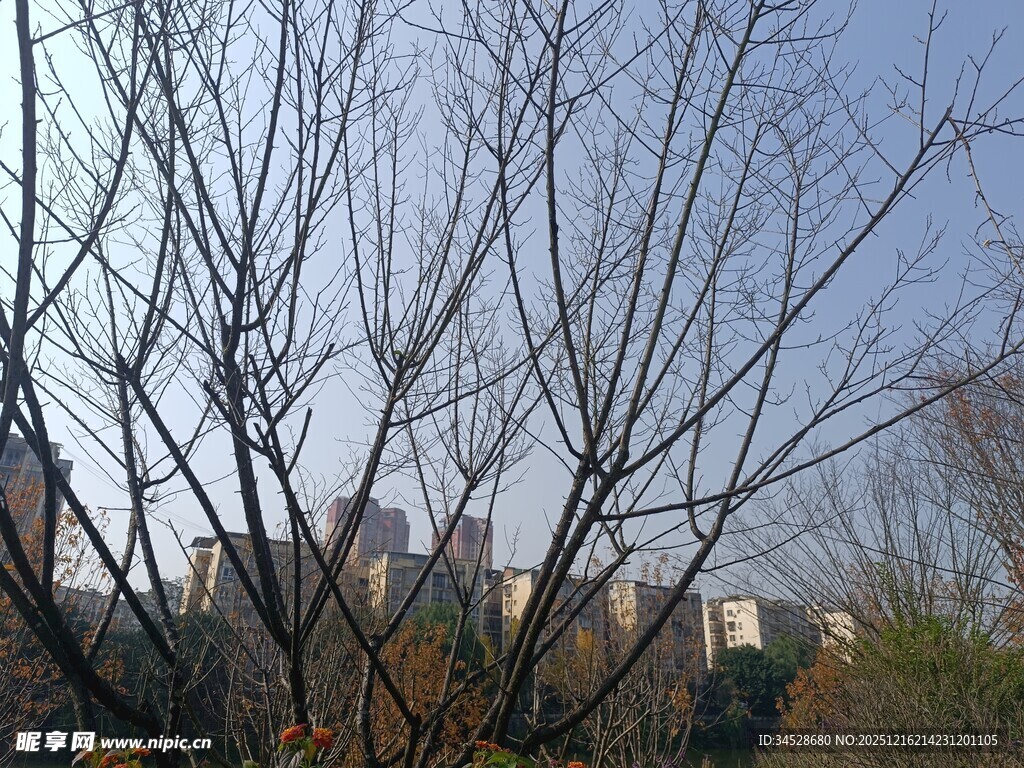 冬日无叶树木与远处建筑