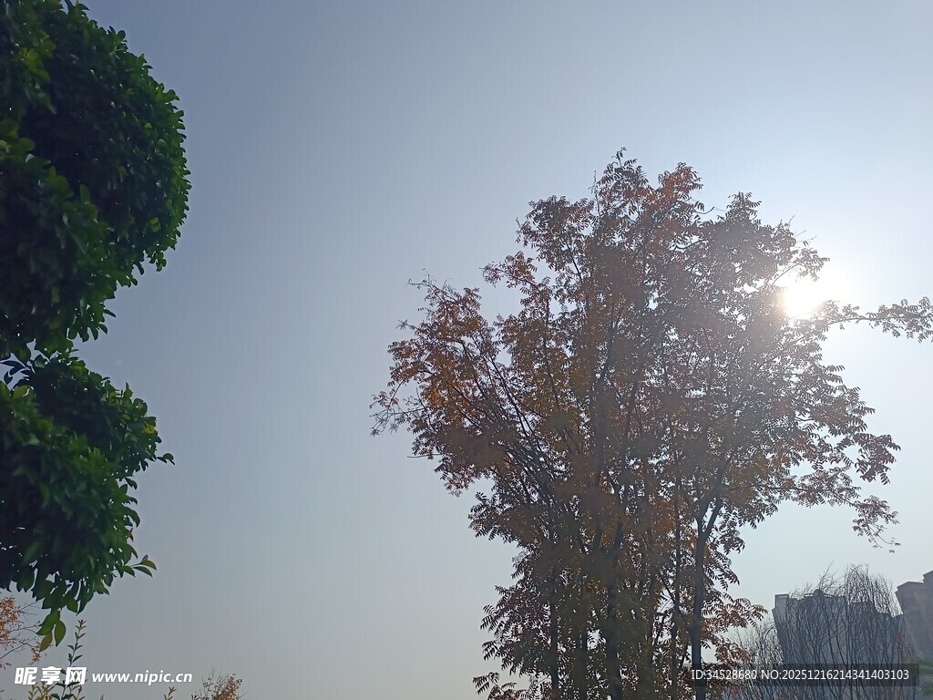 阳光下的树木景观