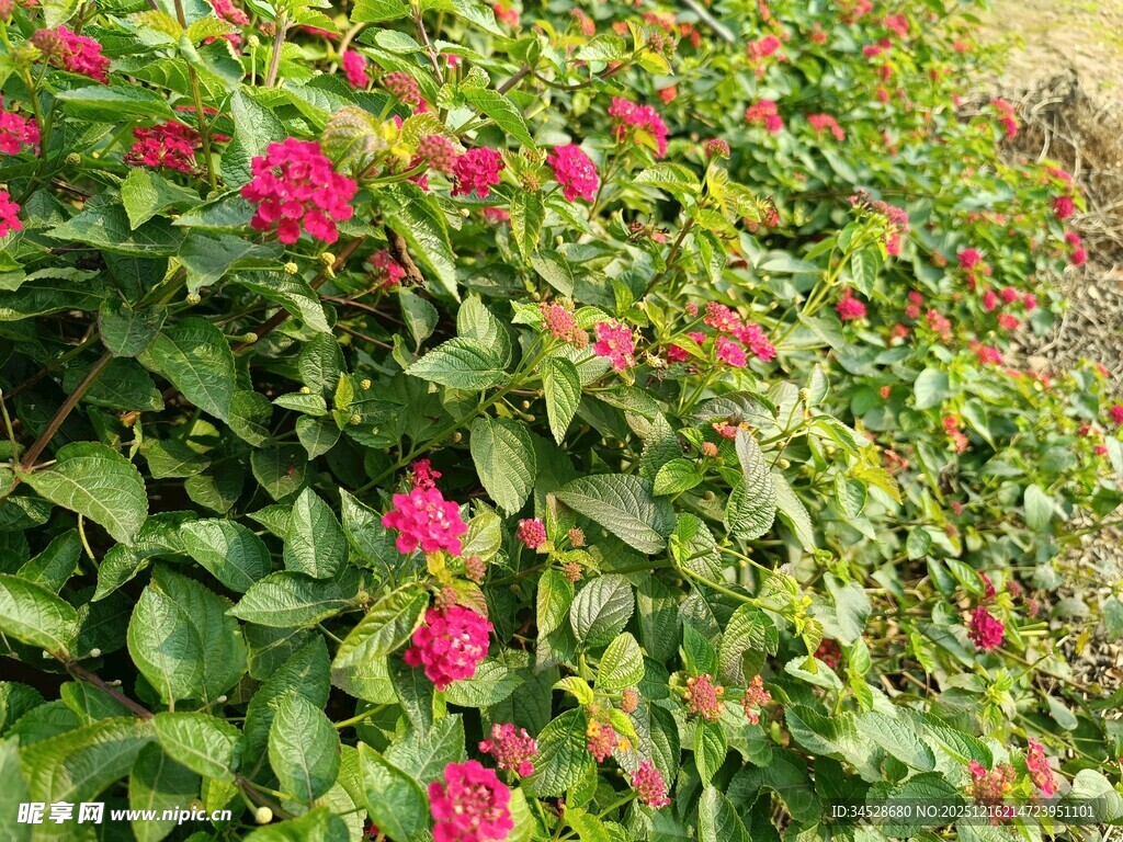 鲜艳花丛绽放美丽色彩