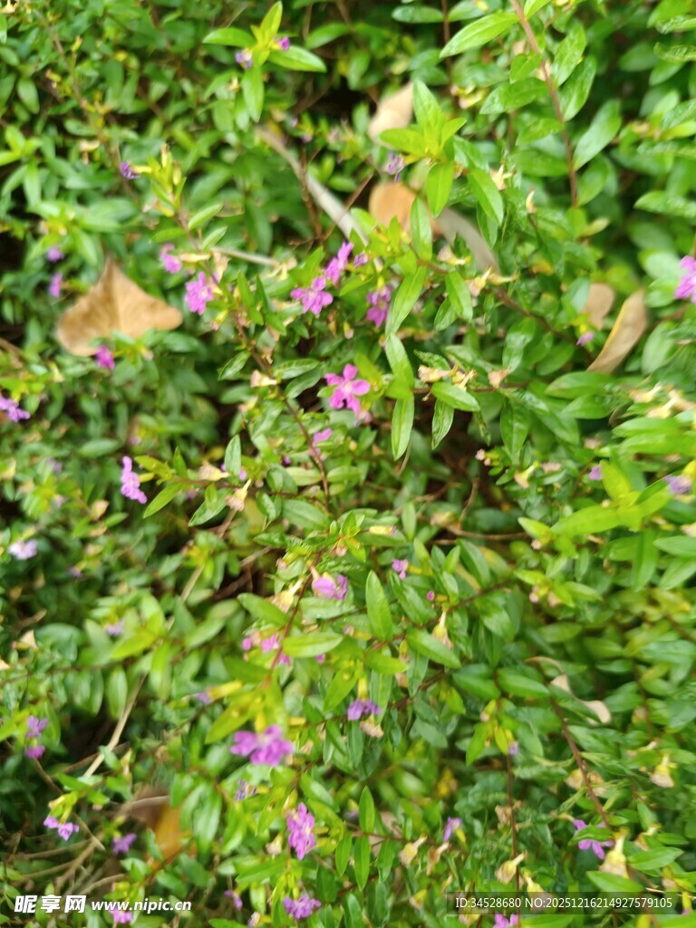 繁茂绿植中的紫色小花