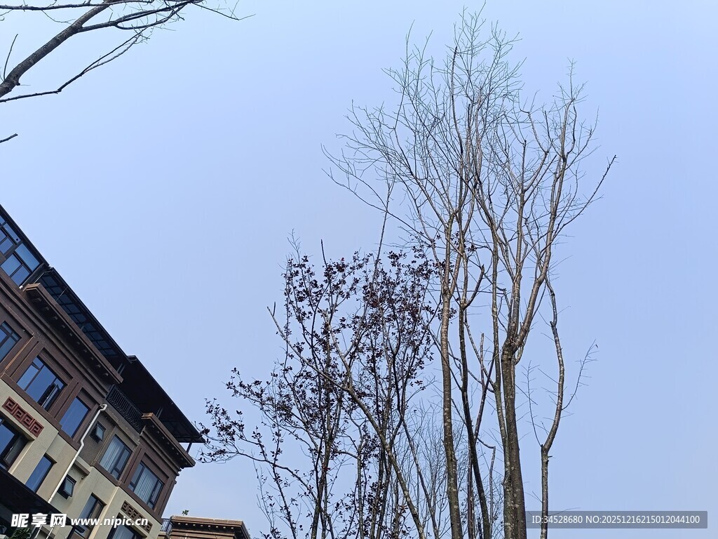 冬日楼前萧瑟树木景观