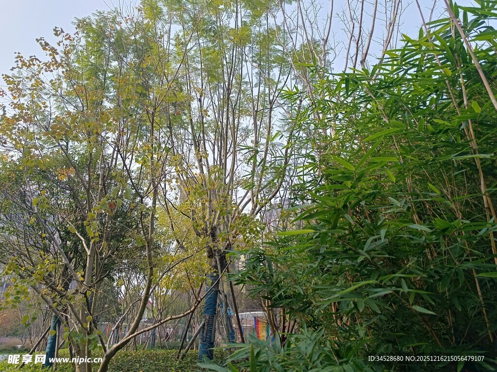 户外葱郁树木与竹林景观