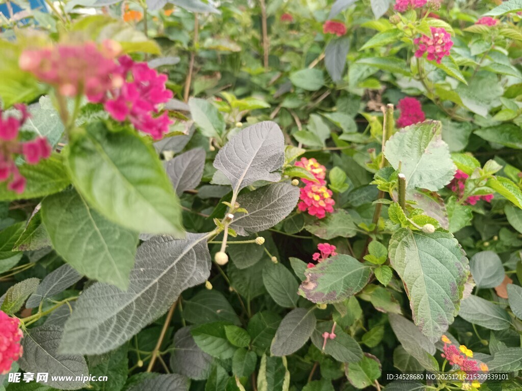 多彩花卉绿植景观