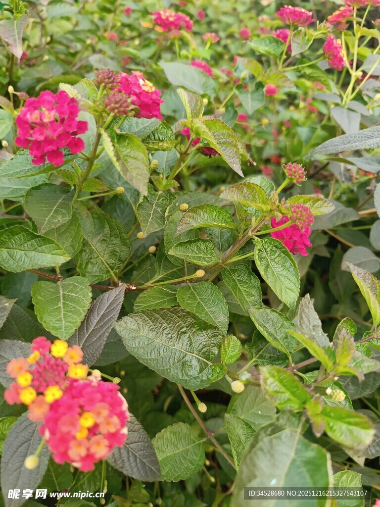 多彩马缨丹绽放的美丽景象