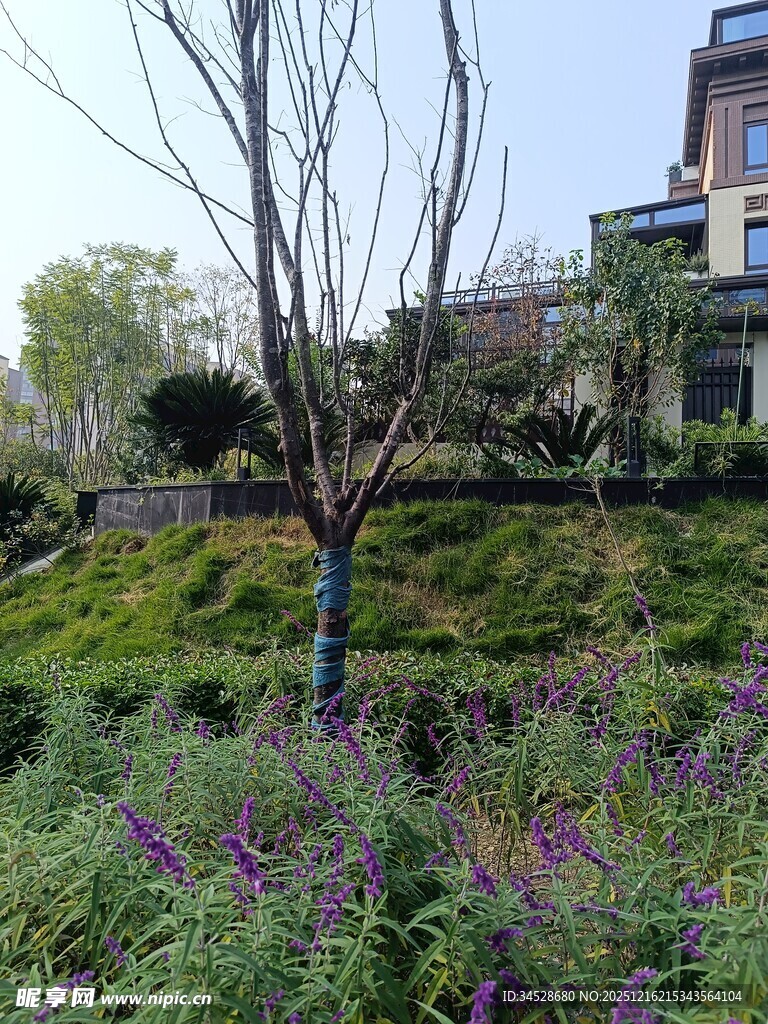 城市中生机勃勃的花草景观