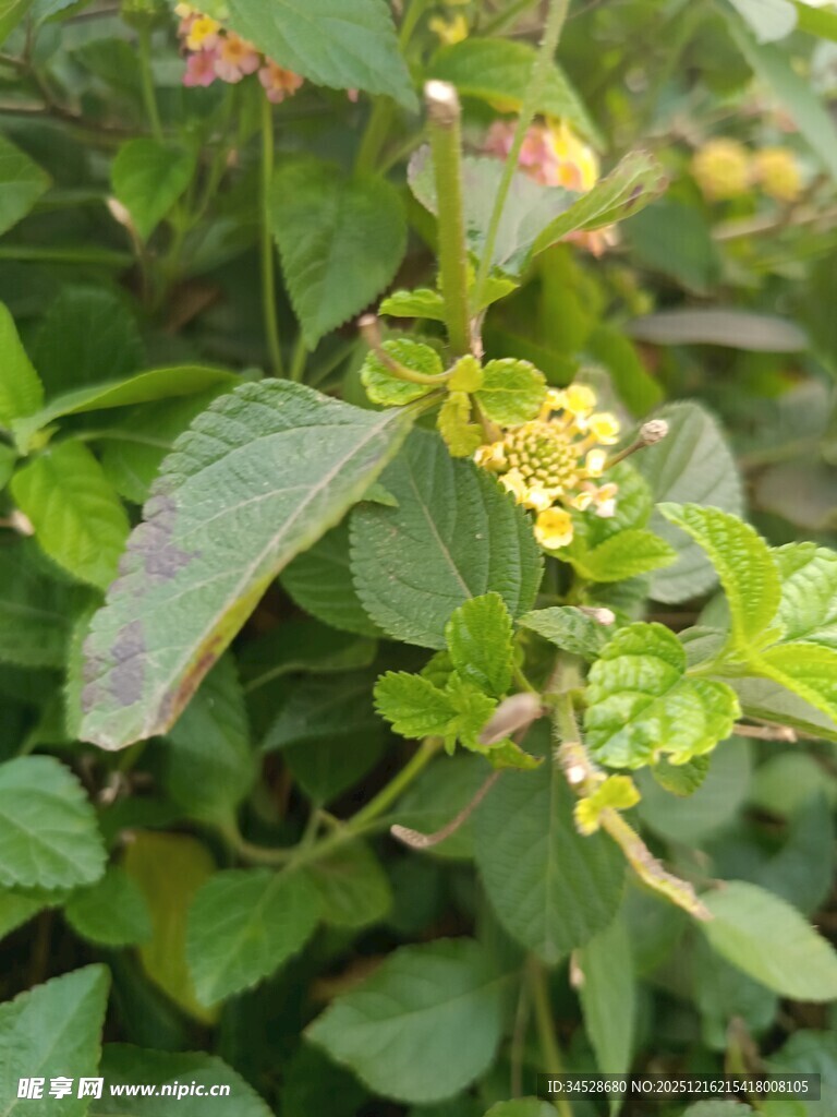 绿叶间的黄色小花