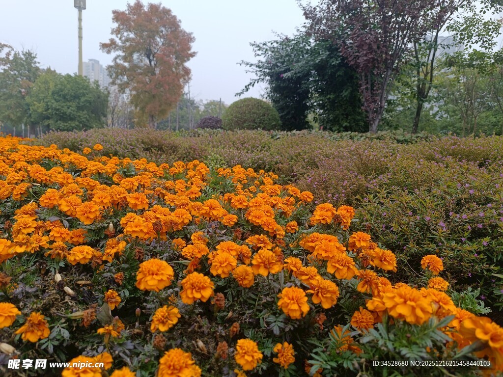 秋日绚烂万寿菊花海