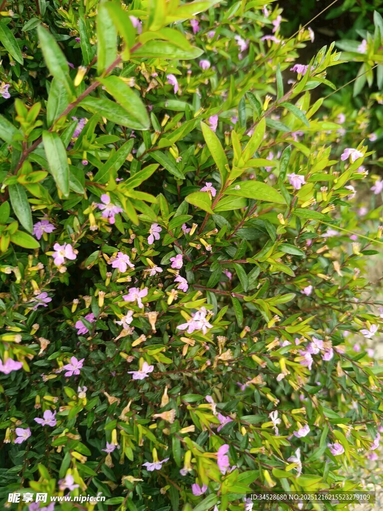 绿叶间绽放的紫色小花