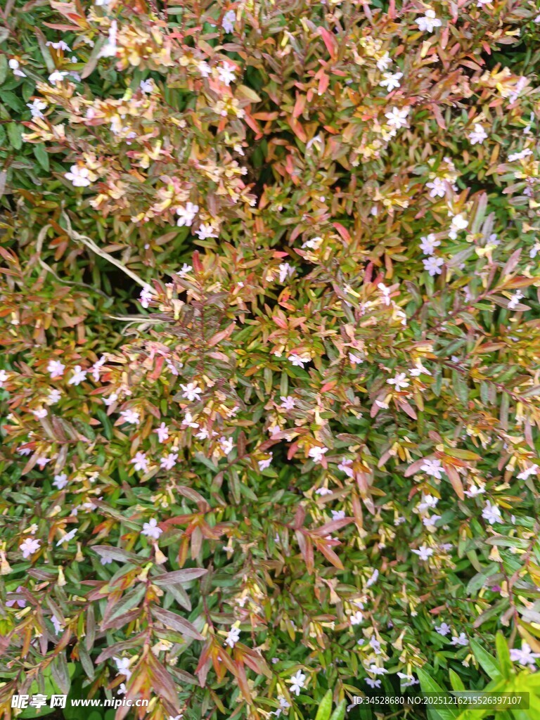 多彩繁茂植物群落特写