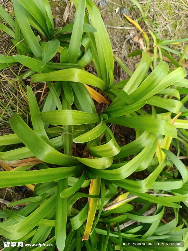 翠绿丛生的绿植叶片